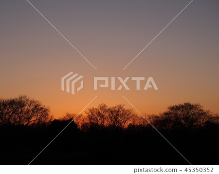 Sunset silhouette of trees Sunset silhouette of trees 45350352