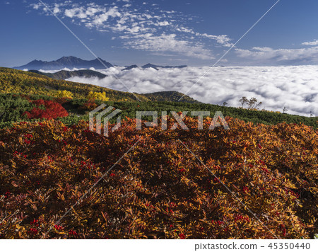Autumn leaves of Norikura (Nagano) 45350440