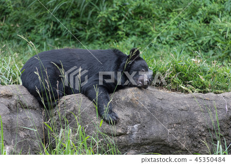 一隻熊 一隻熊 45350484