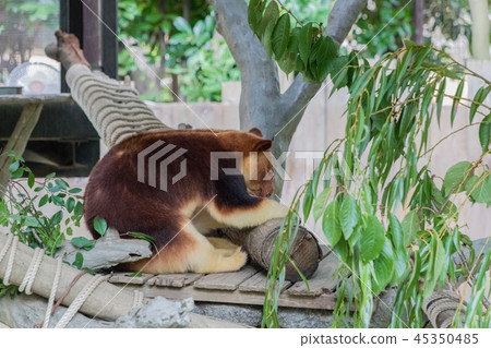 一個動物園 一個動物園 45350485