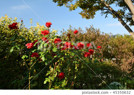 Yokohama English Garden 45350632