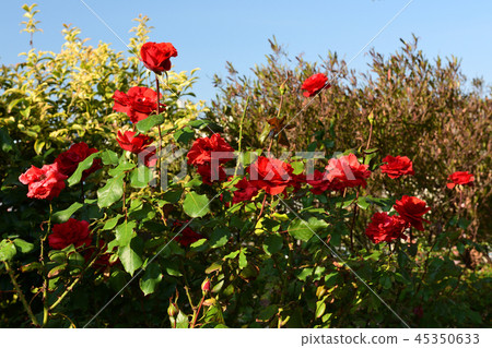 Yokohama English Garden Yokohama English Garden 45350633