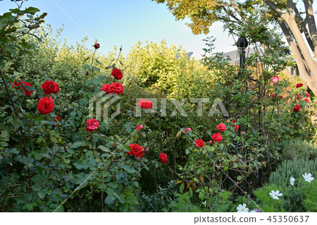 橫濱英語花園 45350637