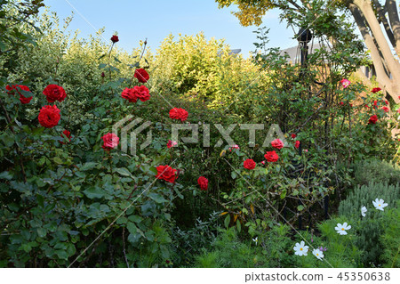 Yokohama English Garden Yokohama English Garden 45350638