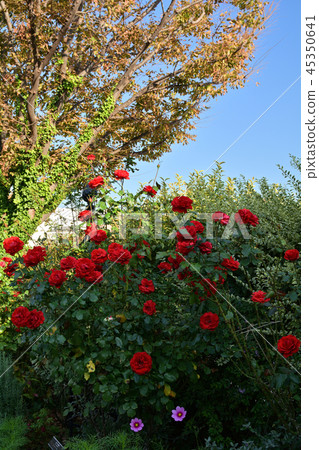 Yokohama English Garden Yokohama English Garden 45350641