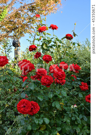 Yokohama English Garden 45350671