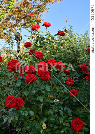 Yokohama English Garden 45350673