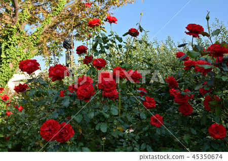 Yokohama English Garden 45350674