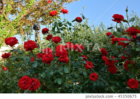 Yokohama English Garden 45350675