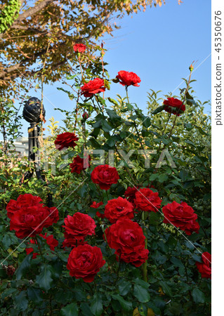 橫濱英語花園 45350676