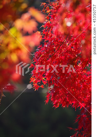 大久保寺 45350757