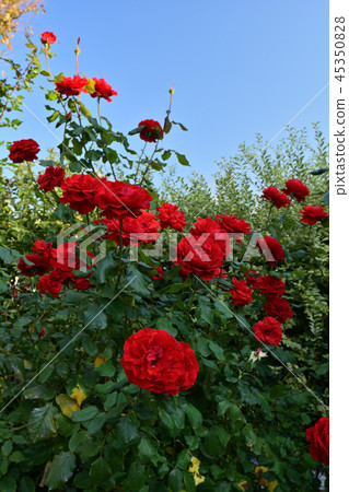 Yokohama English Garden 45350828