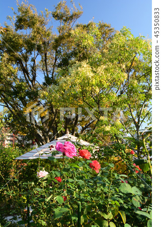 橫濱英語花園 橫濱英語花園 45350833