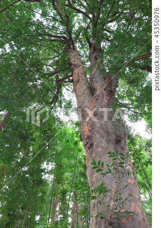 Ryuzenji寺Okamiki柿樹 45350976