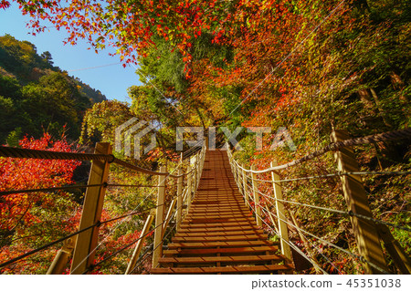 Oyanagawa Valley Autumn leaves Oyanagawa Valley Autumn leaves 45351038