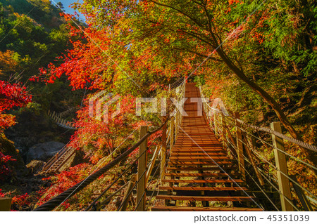 Oyanagawa Valley Autumn leaves 45351039