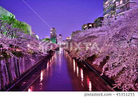 Cherry blossoms of Meguro River Cherry blossoms of Meguro River 45351255