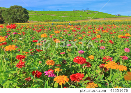 綠葉Kokia和國營的Hitachihama海灘公園的百草 45351676