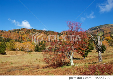 秋葉山田大農場，志賀高原 45351709