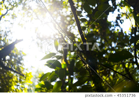 Afternoon sunbeams in the jungle Borneo 45351736