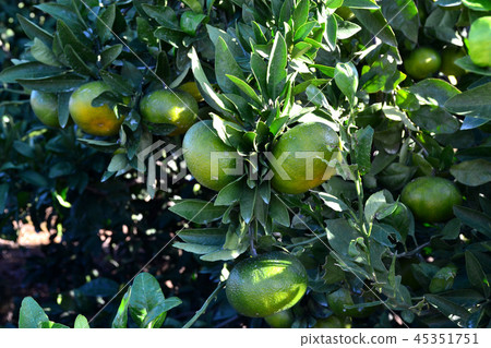 在顏色前面的橘子藍色桔子 45351751