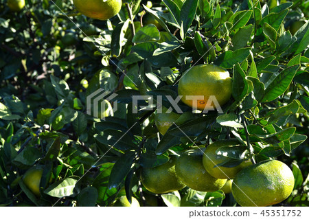 在顏色前面的橘子藍色桔子 45351752