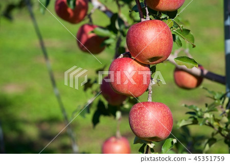 Orchard apple (San Fuji) 45351759