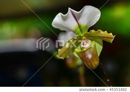 slipper orchid (Cypripedioideae Paphiopedilum), 45351882