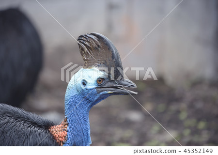 Cassowary,Southern Cassowary animal, 45352149