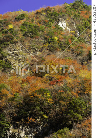 Autumn leaves of Tokushima Ryugatake 45352207
