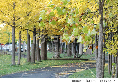 Ginkgo Tree in Ineland Park, Teine Ward, Sapporo City 45352217
