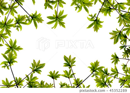 Frame of green leaves isolated Frame of green leaves isolated 45352289