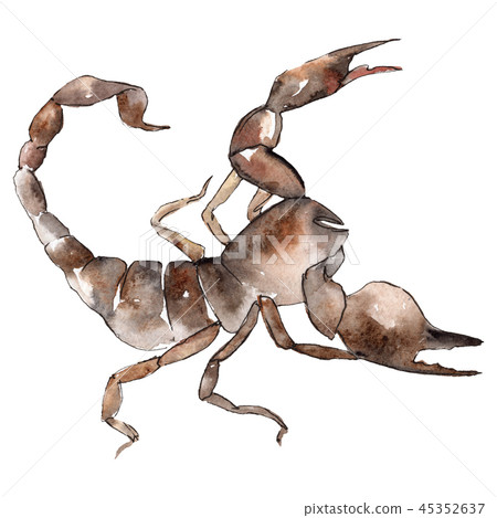 Exotic scorpion wild insect in a watercolor style isolated. Background illustration set. 45352637
