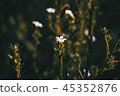 Small white flowers of coleonema pulchellum 45352876