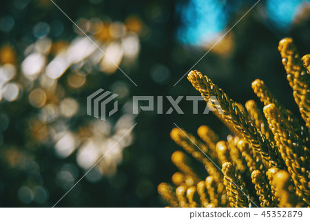 closeup with blurred background of some branches closeup with blurred background of some branches 45352879