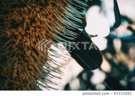 Yellow flower of banksia integrifolia 45352891