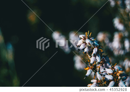 Small pink flowers of erica multiflora 45352928