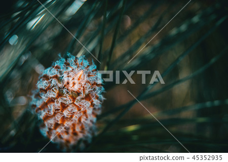 Pineapple pine canariensi Pineapple pine canariensi 45352935