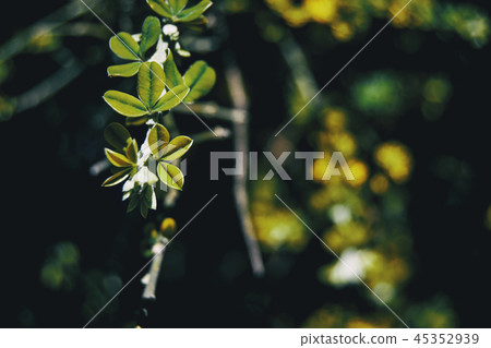 Branch with leaves of teline canariensis Branch with leaves of teline canariensis 45352939