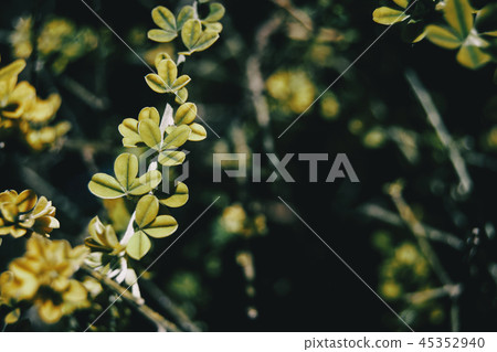 Branch with leaves of teline canariensis  45352940