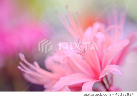 Diamond Lily 45352954