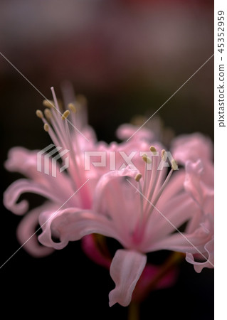 Diamond Lily Diamond Lily 45352959