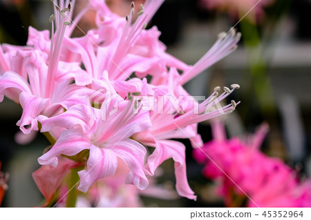 鑽石百合 鑽石百合 45352964