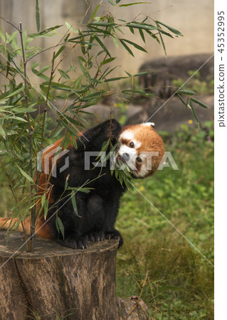 吃竹草的小熊貓 45352995