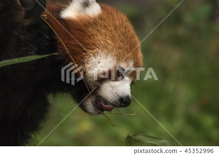 Lesser panda eating bamboo grass 45352996