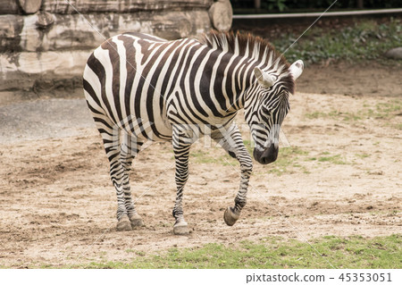 斑馬在動物園裡 45353051