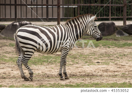 斑馬在動物園裡 45353052