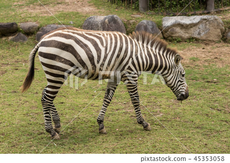 斑馬在動物園裡 45353058