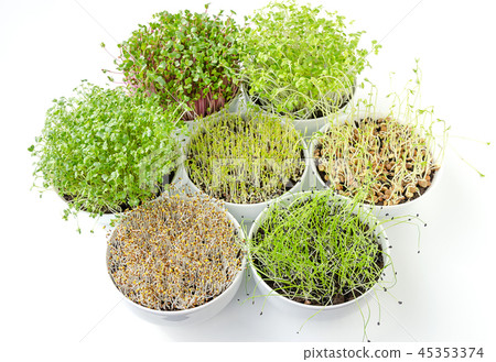 Sprouts in white bowls from above Sprouts in white bowls from above 45353374