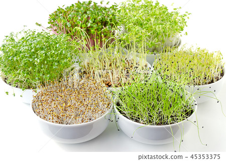 Different sprouts in white bowls Different sprouts in white bowls 45353375